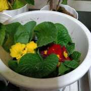 あまねさん 今日出勤致しますヾ(*´∀｀*)ﾉ 鶯谷のデリヘル桃山