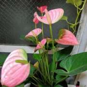 あまねさん おはようございます(*^^*) 鶯谷のデリヘル桃山