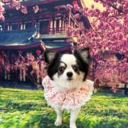 あまねさん 今日、出勤します(*^^*) 鶯谷のデリヘル桃山