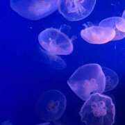 ヒメ日記 2026/04/07 09:56 投稿 あすな 柏人妻花壇