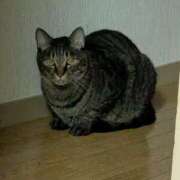 ヒメ日記 2025/10/27 21:33 投稿 あやめ ぽちゃカワイイ！