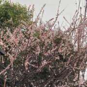 ヒメ日記 2026/02/26 07:59 投稿 はるな NEO不夜城