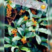 ヒメ日記 2025/10/20 19:31 投稿 如月ゆい ミセスレディ