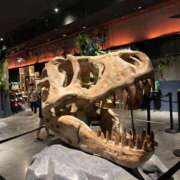 ヒメ日記 2025/12/26 15:40 投稿 山内 みゆう SUMIRE