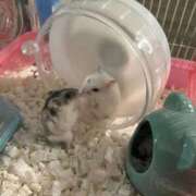 ヒメ日記 2026/04/22 15:37 投稿 山内 みゆう SUMIRE