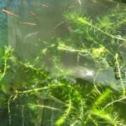 ヒメ日記 2025/11/13 11:03 投稿 きょうこ 熟女家 ミナミエリア店