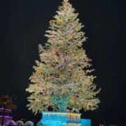 ヒメ日記 2025/12/10 12:22 投稿 みゆ SOAPLAND LOVE FACTORY