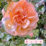 ヒメ日記 2025/09/25 19:04 投稿 うさぎ Wonder7 (ワンダー7)