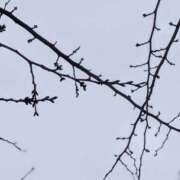 ヒメ日記 2026/02/27 15:12 投稿 まり 熟女の風俗最終章 新宿店