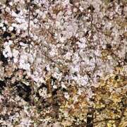 ヒメ日記 2026/04/03 10:26 投稿 ありさ 出会い系人妻ネットワーク錦糸町～小岩編