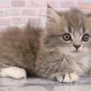 ヒメ日記 2026/03/01 20:44 投稿 ひかる【恋したくなる茶髪美人】 LIPS(リップス)