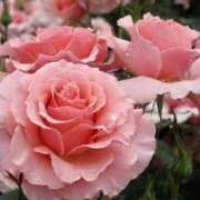 ヒメ日記 2026/01/06 05:05 投稿 ちえ 完熟ばなな新宿