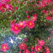 ヒメ日記 2026/02/10 06:15 投稿 ちえ 完熟ばなな新宿