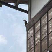 涼原ゆい こんばんは 五十路マダム 沼津店(カサブランカグループ)