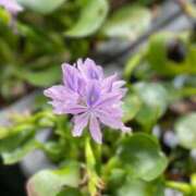 涼原ゆい こんばんは 五十路マダム 沼津店(カサブランカグループ)