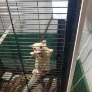 ヒメ日記 2025/11/01 01:22 投稿 みやび ぽちゃカワ女子専門店　藤沢湘南店