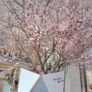 ヒメ日記 2026/03/25 19:22 投稿 ふうか 奥様の実話 梅田店