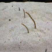 ヒメ日記 2025/10/05 00:41 投稿 一ノ瀬 まな Canx2神戸店