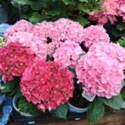 ヒメ日記 2025/10/11 01:20 投稿 はるな 木更津人妻花壇