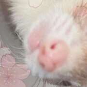 ヒメ日記 2026/05/06 20:21 投稿 桜庭はるの やみつきエステ錦糸町店