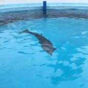 ヒメ日記 2025/10/20 21:09 投稿 まいか｜シルバークラス 博多プラチナム