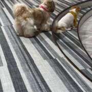 ヒメ日記 2026/02/24 14:38 投稿 まいか｜シルバークラス 博多プラチナム