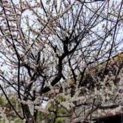 ヒメ日記 2026/03/05 12:09 投稿 まい 奥様プリモ