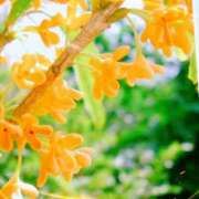 ヒメ日記 2025/10/20 07:15 投稿 朝陽　あさひ 本庄人妻城