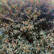 ヒメ日記 2025/10/23 19:09 投稿 すずめ ロイヤルフラッシュ