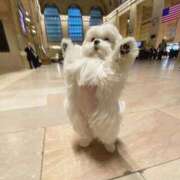 ひすい 凍結 ロイヤルフラッシュ