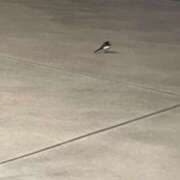 ヒメ日記 2025/10/27 18:59 投稿 りく ロイヤルフラッシュ