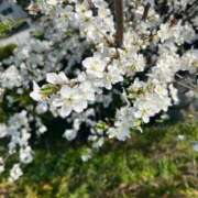 りく おかげさまというべきなのか ロイヤルフラッシュ
