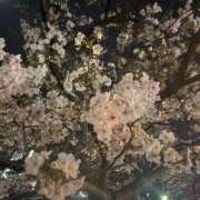 ヒメ日記 2026/04/01 10:41 投稿 ここ ロイヤルフラッシュ