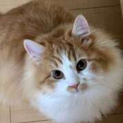 ヒメ日記 2025/12/29 15:46 投稿 かなえ ロイヤルフラッシュ