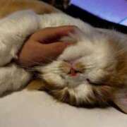 ヒメ日記 2026/03/16 20:52 投稿 かなえ ロイヤルフラッシュ