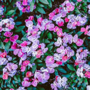 ヒメ日記 2026/04/01 21:30 投稿 しおん 栃木小山ちゃんこ