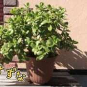 ヒメ日記 2025/12/30 11:45 投稿 すずな 奥鉄オクテツ東京店（デリヘル市場）