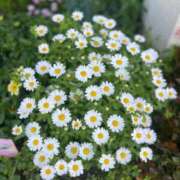 藤井 萩花 ♡﻿♡﻿♡﻿ プルプルハウス