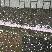 ヒメ日記 2026/04/03 06:35 投稿 綾野 誘惑マル秘ミセス