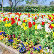 ヒメ日記 2026/04/17 05:47 投稿 綾野 誘惑マル秘ミセス