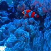 ヒメ日記 2025/11/23 18:00 投稿 ゆゆ 即トク奥さん