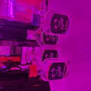 ヒメ日記 2026/01/12 22:33 投稿 みろ ∞ (はっち)