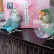 ヒメ日記 2026/02/13 18:09 投稿 みろ ∞ (はっち)