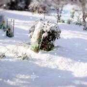 ヒメ日記 2026/01/31 11:38 投稿 おと 熟女総本店 堺東店