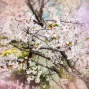 ヒメ日記 2026/04/07 10:46 投稿 おと 熟女総本店 堺東店