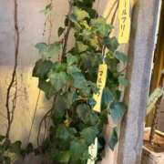 ヒメ日記 2026/03/19 17:00 投稿 いちか あふたーすくーる