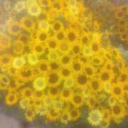 ヒメ日記 2025/10/22 23:51 投稿 なおこ 素人妻達☆マイふぇらレディー