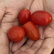 ヒメ日記 2025/09/27 07:51 投稿 みこと 素人妻御奉仕倶楽部Hip's取手店