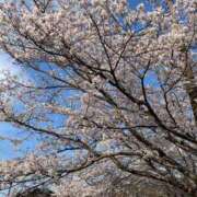 望月 小春 夜桜 プルプルオフィスディーバ