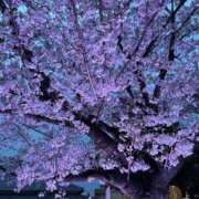 ヒメ日記 2026/03/30 18:53 投稿 ねね ドMバスターズ岡崎・安城・豊田店